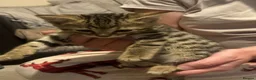 Mixed Breed cats for sale: 4 beautiful kittens for sale  - Advert 2