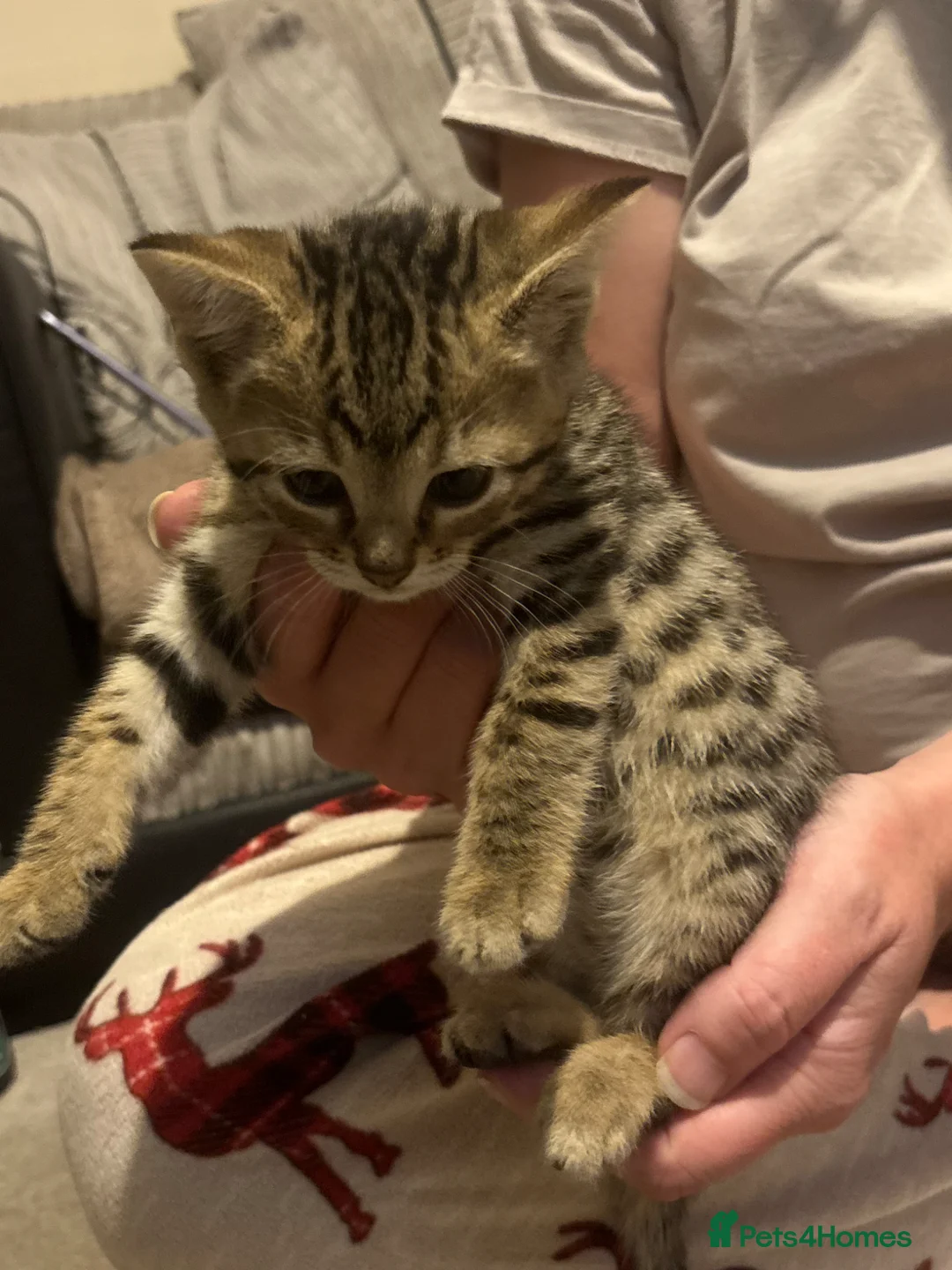 Mixed Breed cats for sale: 4 beautiful kittens for sale  - Advert 2