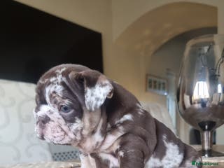 English Bulldog dogs Beautiful bulldog puppies - Advert 2
