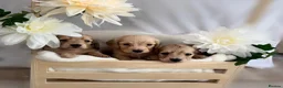 Miniature Dachshund dogs for sale: **One boy left**Cream miniature dachshunds - Advert 18