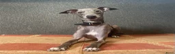 Italian Greyhound dogs for sale: Italian greyhound puppies  in Oswestry - Advert 28