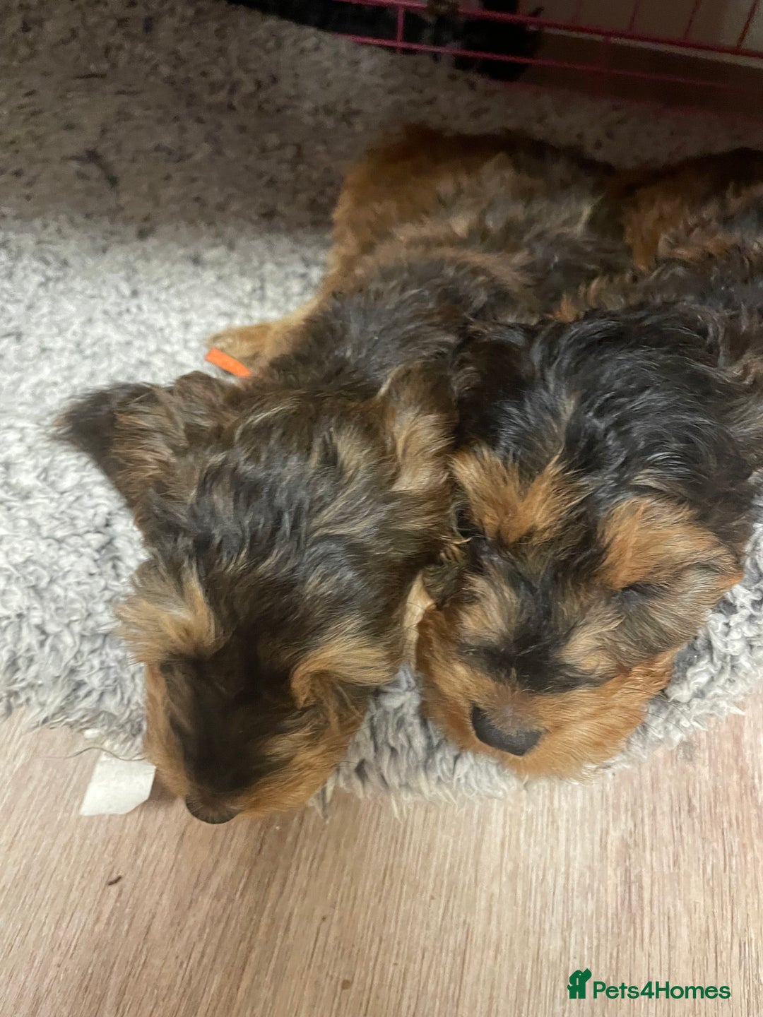Cockapoo dogs for sale: Cuddly, cute, calm, sable Cockapoo puppies  - Image 5
