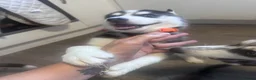 Siberian Husky dogs for sale: Puppies for sale - Advert 5