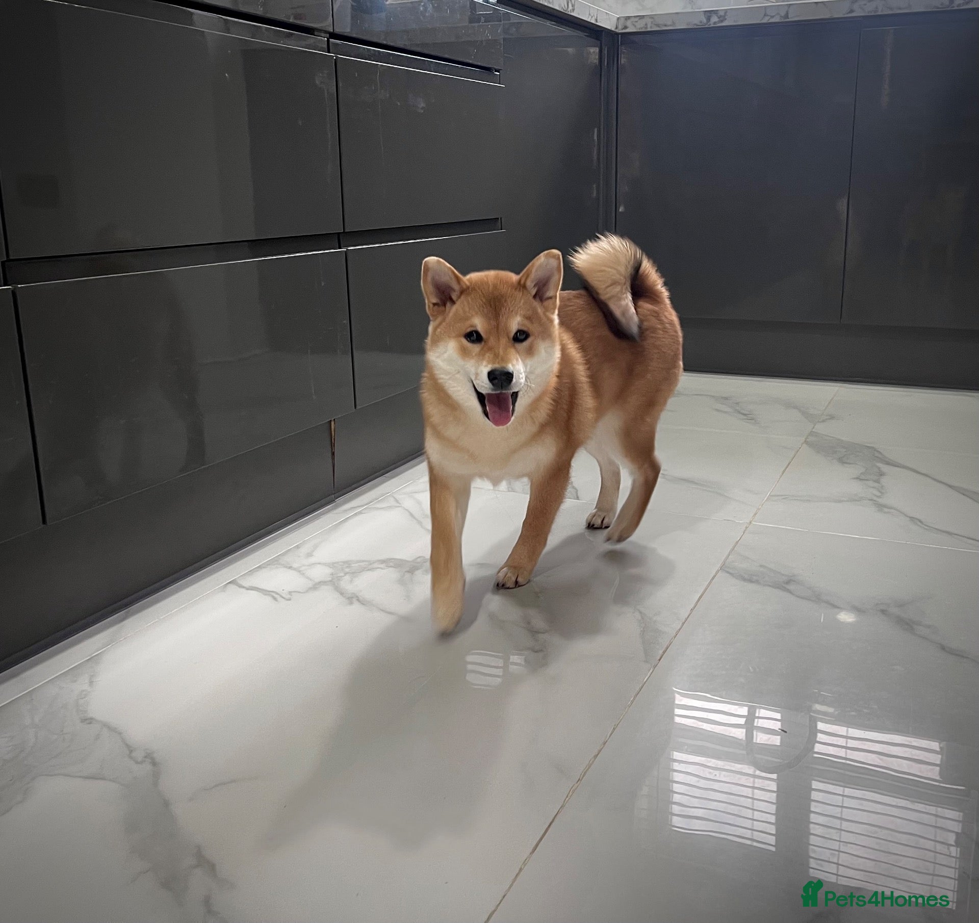 Japanese Shiba Inu dogs KC registered Japanese Shiba Inu puppies - Advert 5