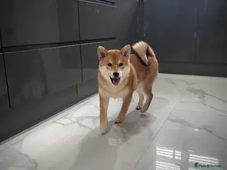 Japanese Shiba Inu dogs KC registered Japanese Shiba Inu puppies - Advert 2