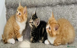 Mixed Breed cats for sale: Stunning Turkish angora x Maine coon - Image 2