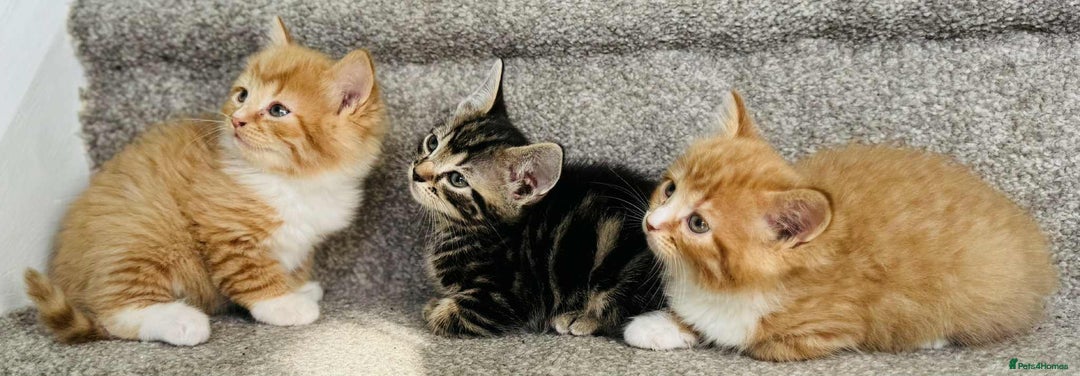 Mixed Breed cats for sale: Stunning Turkish angora x Maine coon - Image 2