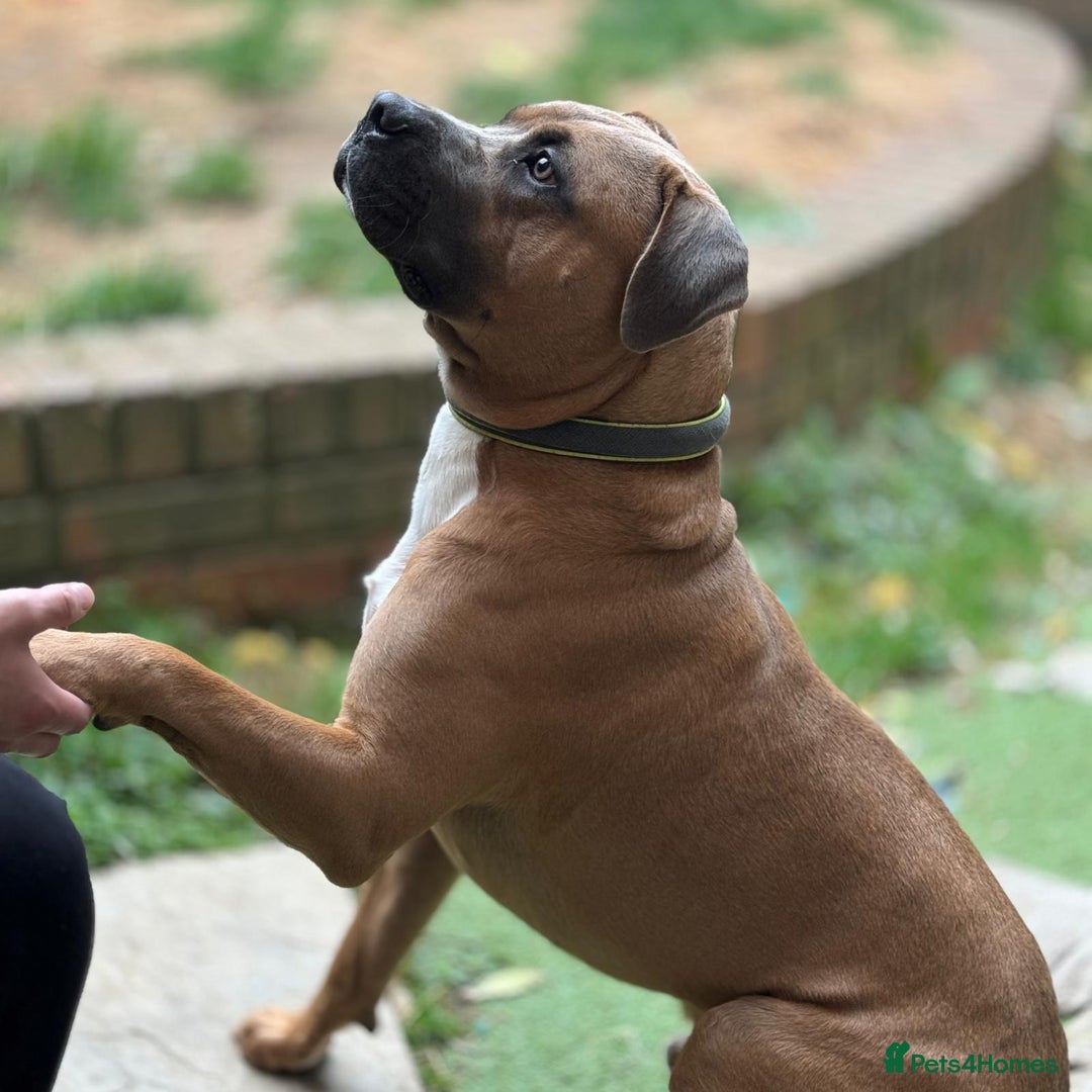 Mixed Breed dogs for sale: Thor- FREE needs rehoming asap - Image 1