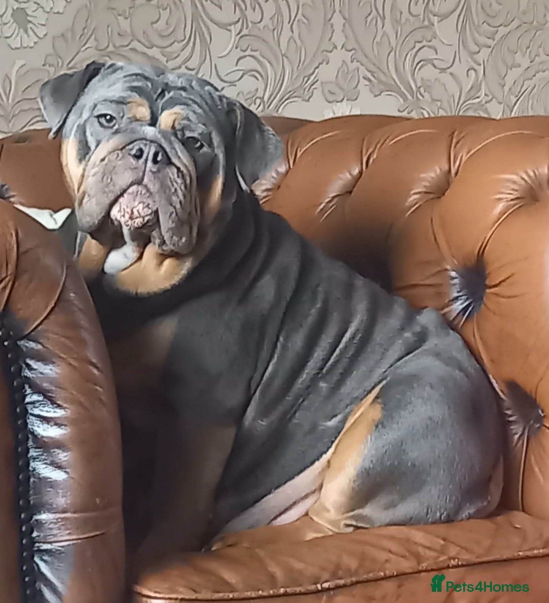 English Bulldog dogs for stud: Charlie for stud lilac and tan fullsuit - Advert 20