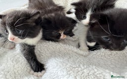 Ragdoll cats for sale: Half ragdoll kittens  - Image 6