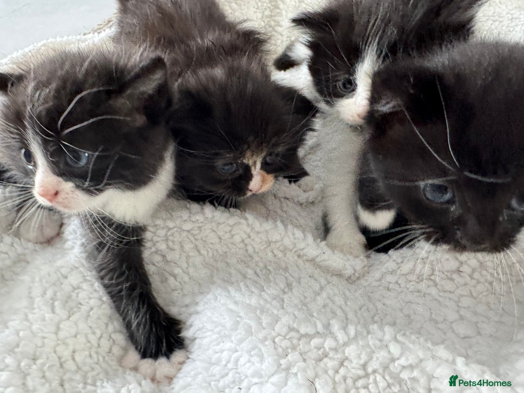 Ragdoll cats for sale: Half ragdoll kittens  - Image 6