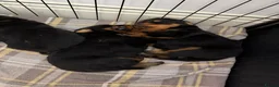 Rottweiler dogs for sale: Rottweiler puppies  - Advert 4