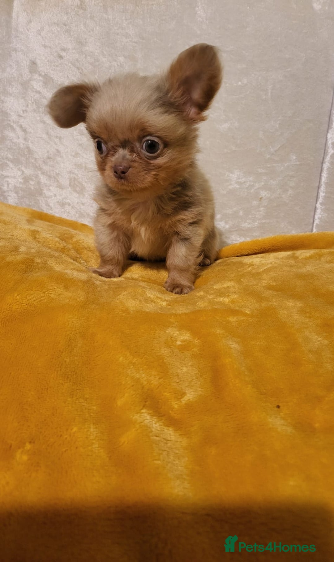Chihuahua dogs for sale: Beautiful Long-Haired Chihuahua Puppies - Advert 11