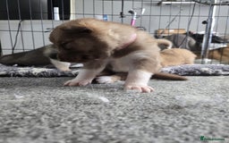 Huskita dogs for sale: Beautiful Female Huskita puppy - Image 11