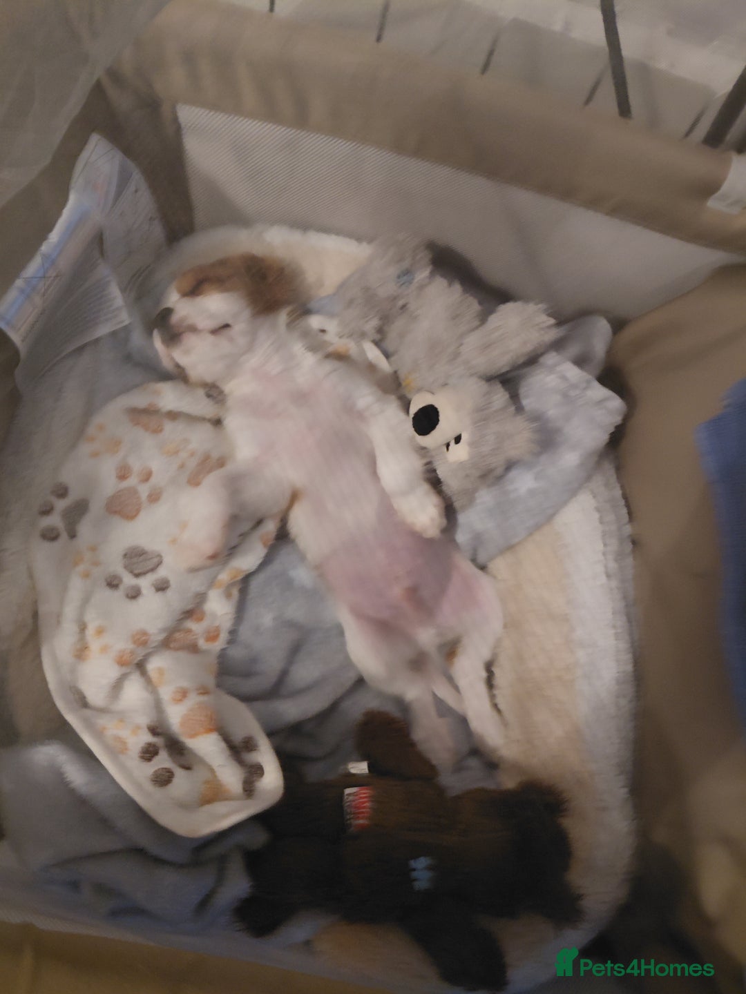 Cavalier King Charles Spaniel dogs for sale: King charles cavalier bleinheim - Advert 6