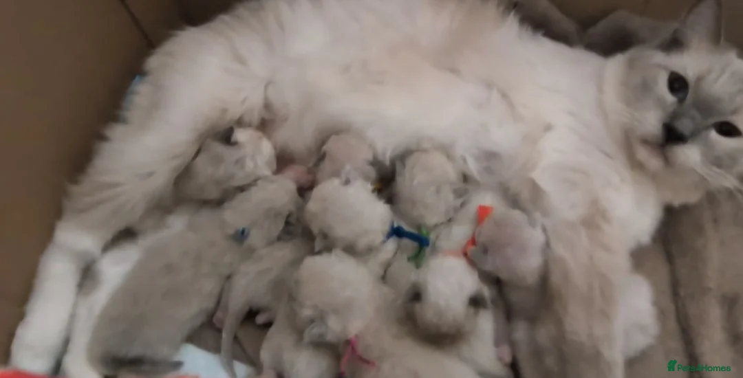 Ragdoll cats for sale: GCCF Champion Line Ragdoll Kittens – Health Tested - Advert 2