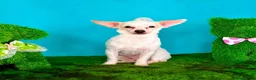 Chihuahua dogs for adoption: Teddy & Bo - BONDED PAIR  - Advert 2
