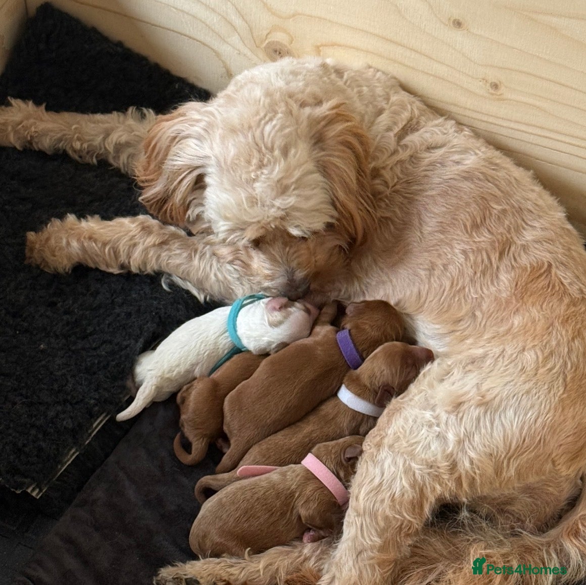 Cavapoo dogs Adorable Cavapoo Puppies looking for ⭐⭐⭐⭐⭐ homes - Advert 2