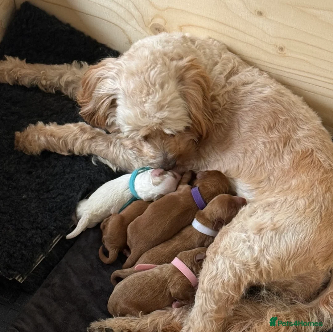 Cavapoo dogs for sale: Adorable Cavapoo Puppies looking for ⭐⭐⭐⭐⭐ homes in Harrogate - Advert 1