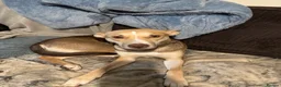 Mixed Breed dogs for sale: Beautiful Husky cross for Rehoming - Advert 3