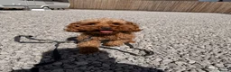 Cockapoo dogs for sale: Mum and daughter for sale  - Advert 8