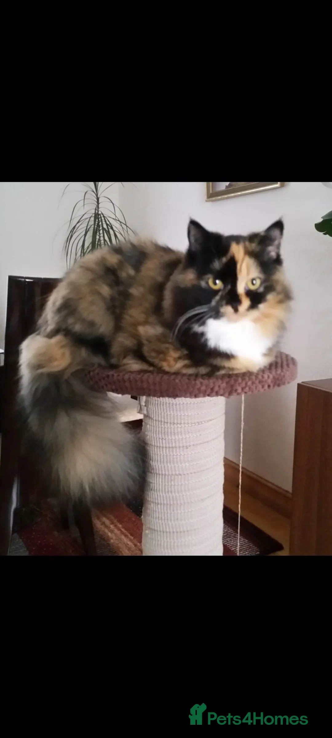 Persian cats for sale: 2 Gorgeous Persian girls for Sale in Manchester - Advert 13