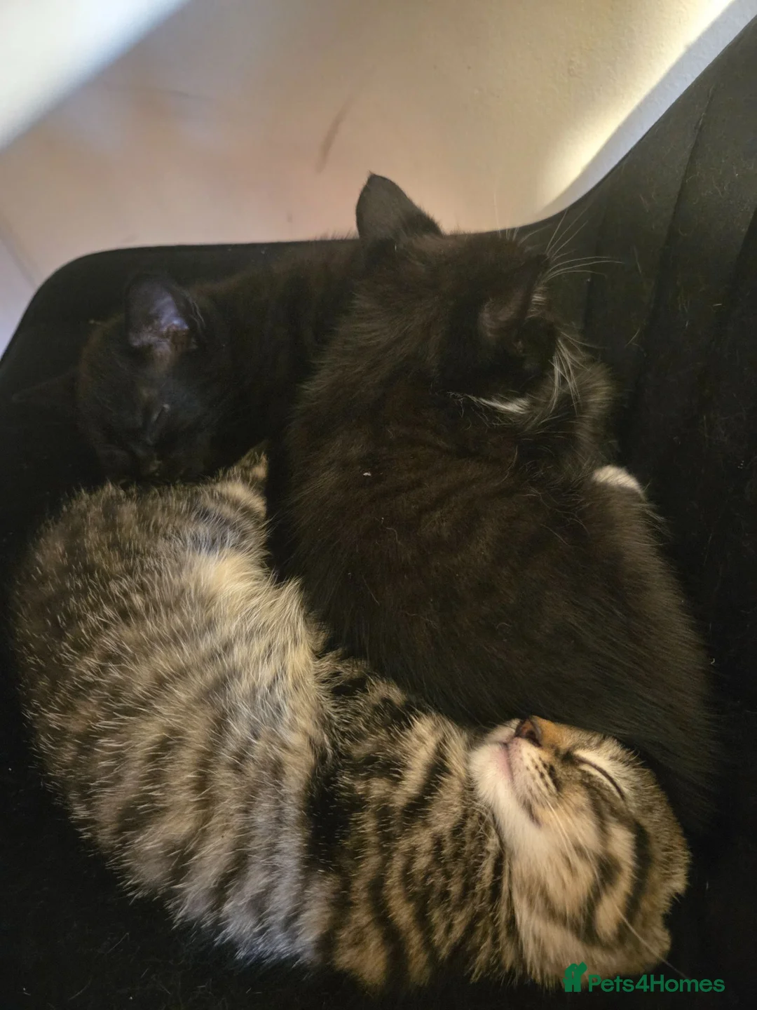 Mixed Breed cats for sale: 3 female kittens  in Durham - Advert 2