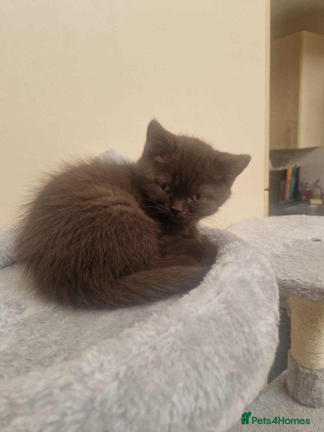 British Shorthair cats for sale: Stunning bsh kittens looking for homes 🏡 - Advert 5
