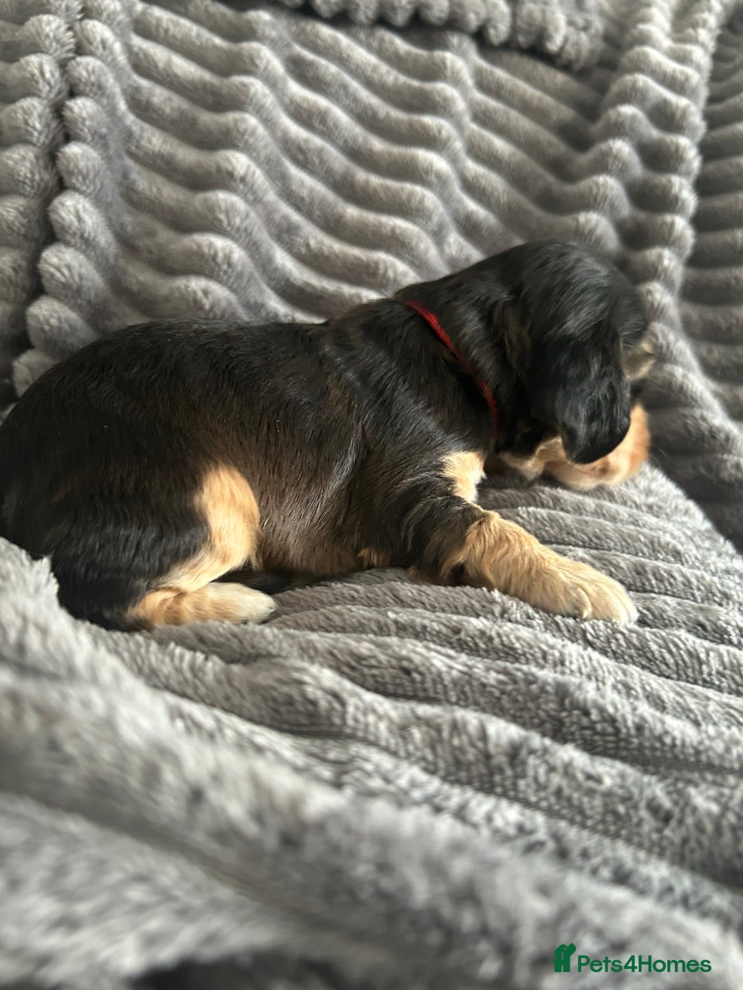 Cocker Spaniel dogs for sale: 🐾Cocker Spaniel Puppies-Ready in 5 Weeks🐾 - Image 30