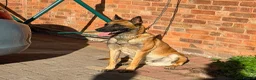 Belgian Shepherd Dog dogs for sale: BELGIAN MALINOIS PUPPIES – READY NOW! Birmingham - Advert 8