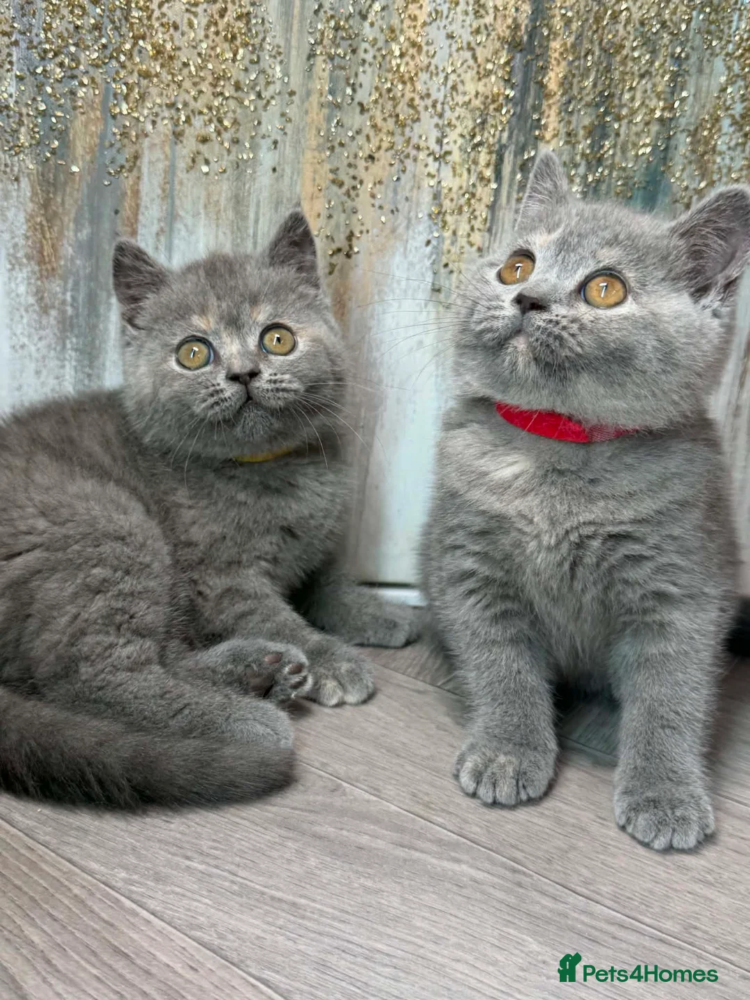 British Shorthair cats for sale: TORTIE BSH TICA GIRL KITTENS  - Advert 1