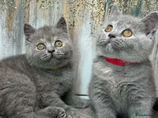 British Shorthair cats TORTIE BSH TICA GIRL KITTENS - Advert 1