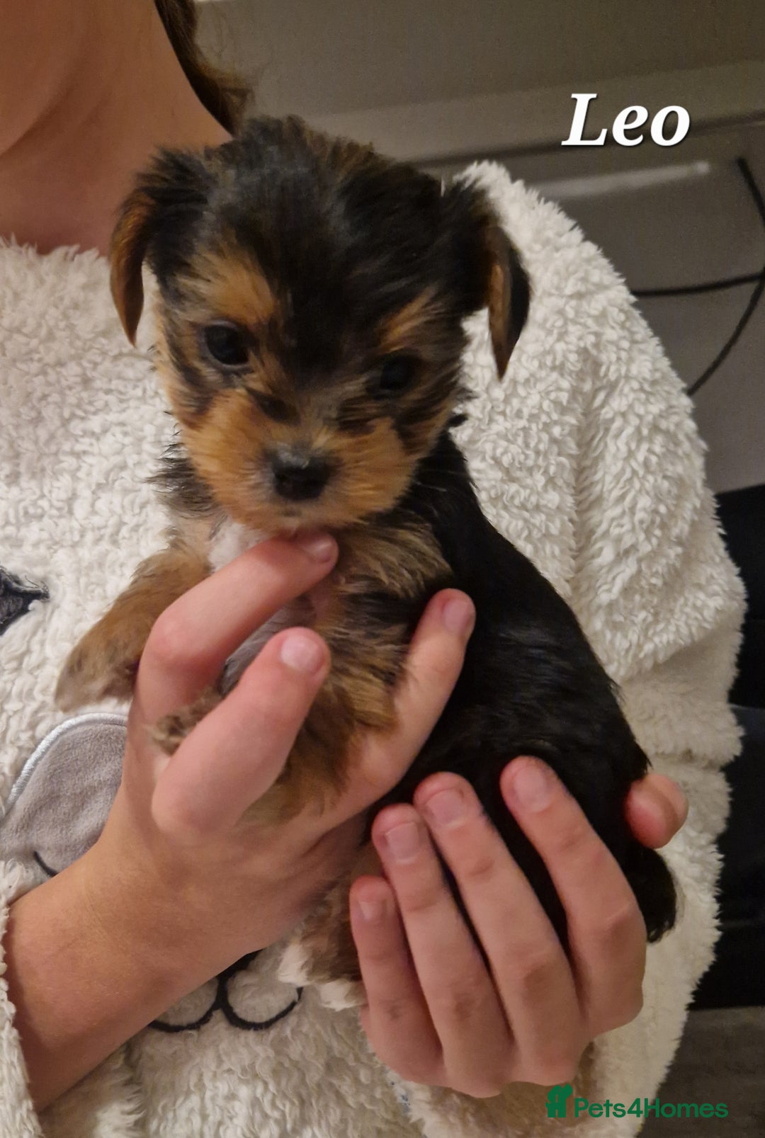 Yorkshire Terrier dogs for sale: Beautiful yorkie puppies - Advert 4