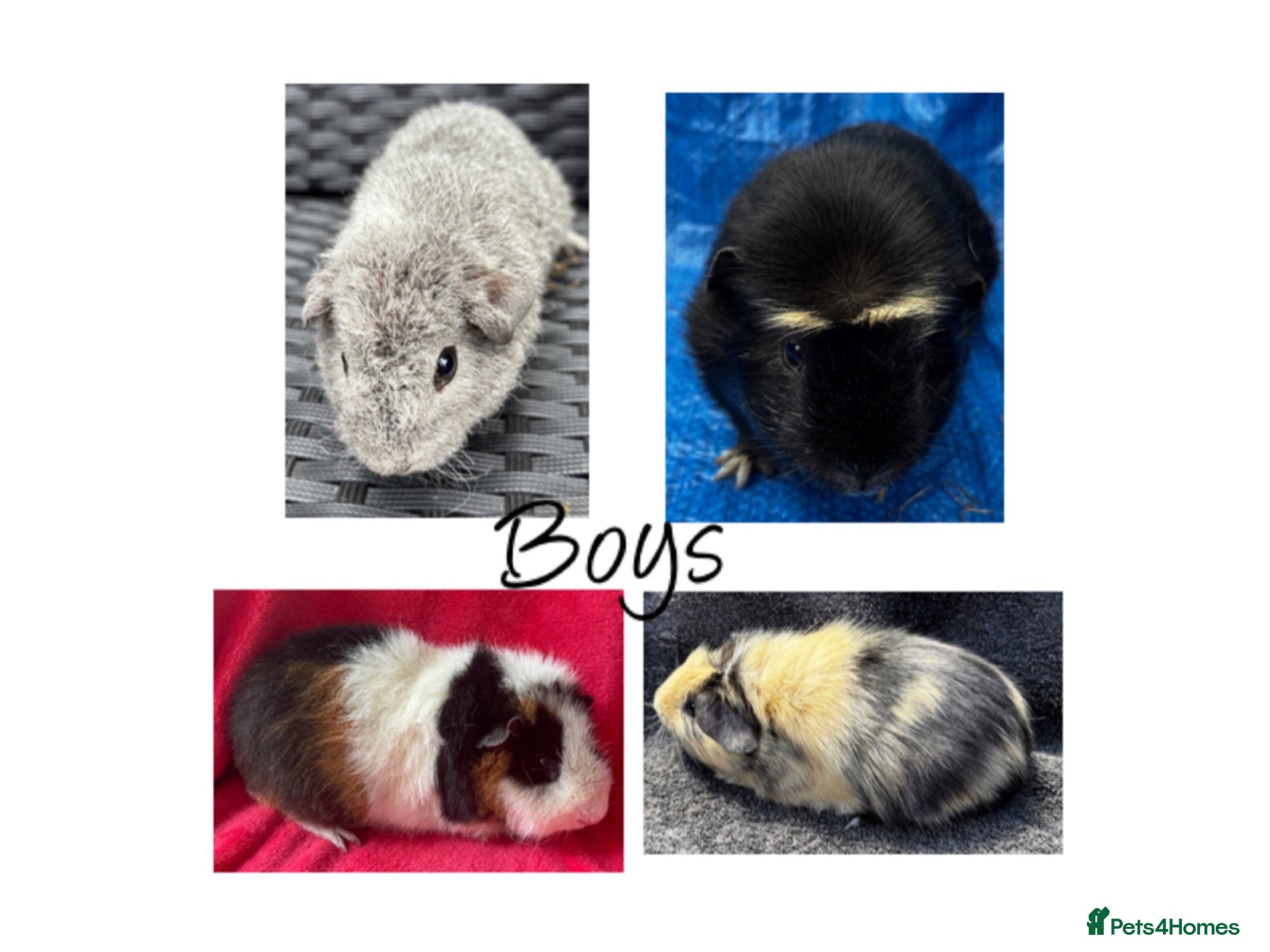 Guinea Pig rodents Guineapigs x4 boys- ready now - Advert 18