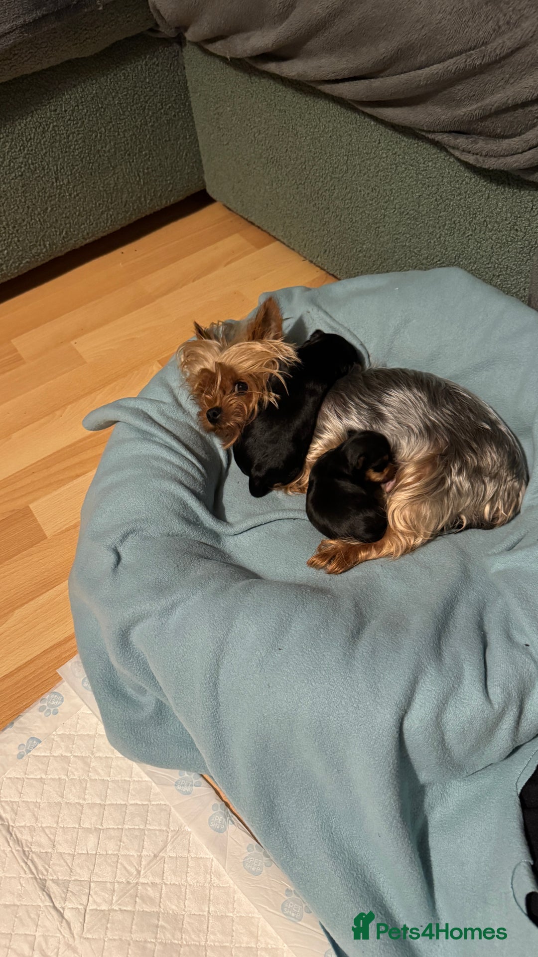 Yorkshire Terrier dogs for sale: Boy and girl -mini Yorkshire terrier  - Image 5