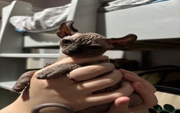 Sphynx cats for sale: male sphynx  - Image 2