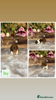 Dachshund dogs - Advert 3
