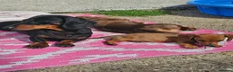 Dachshund dogs for sale: 1 Miniature dachshund left in Swadlincote - Advert 8