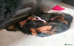Mixed Breed dogs for sale: Jack russell x miniture dachshund pups in Porth - Image 7