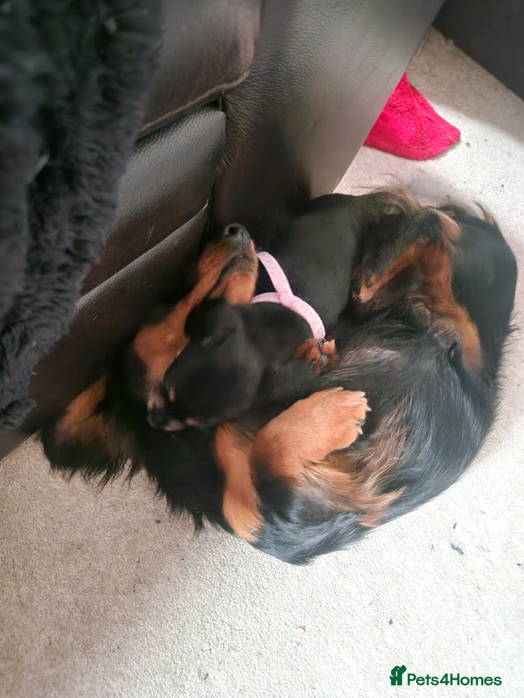 Mixed Breed dogs for sale: Jack russell x miniture dachshund pups in Porth - Image 7