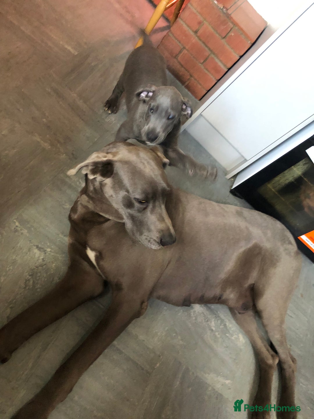 Great Dane dogs for sale: Great Dane puppies  - Image 9