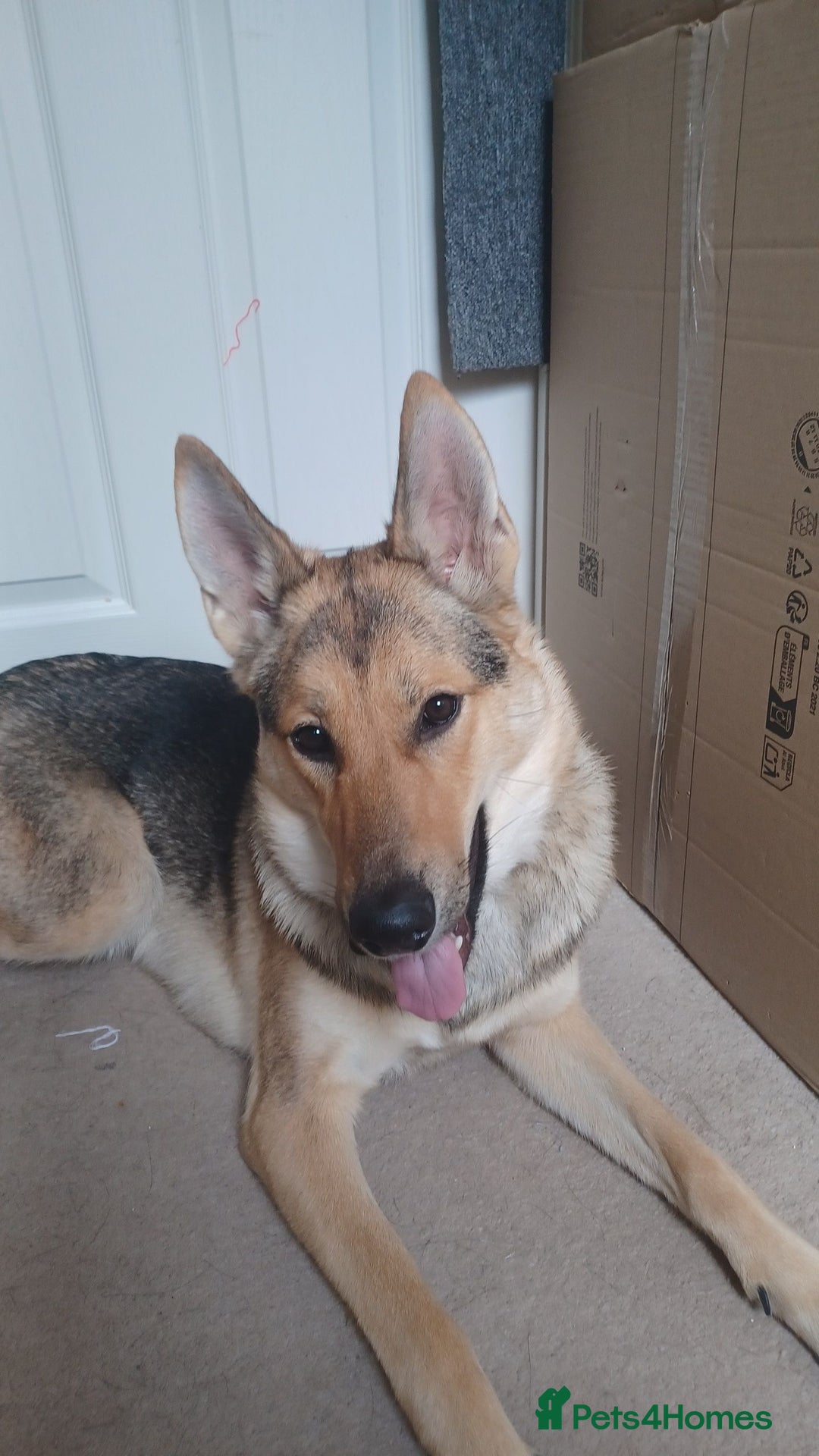Shepsky dogs for adoption: 1 Year Old Super Friendly Shepsky Needs A New Home - Image 8
