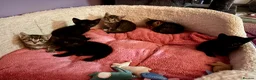 Mixed Breed cats for sale: 3 gorgeous kittens for sale - Advert 4