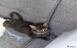 Ragdoll cats for sale: Ragdoll X bengals  - Image 17