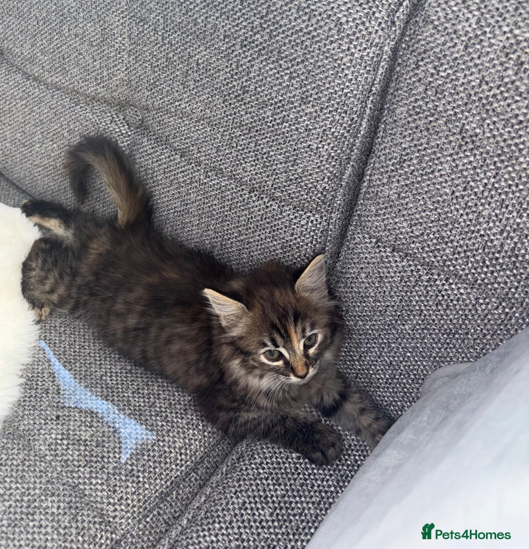 Ragdoll cats for sale: Ragdoll X bengals  - Image 17