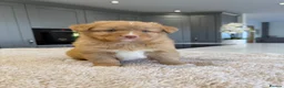 Nova Scotia Duck Tolling Retriever dogs for sale: Chunky adorable Nova Scotia puppies  - Advert 16