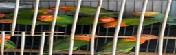 Lovebirds birds for sale: Lovebirds  - Advert 6