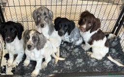 Cocker Spaniel dogs for sale: Cocker spaniel pups  - Image 3