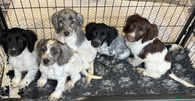 Cocker Spaniel dogs - Advert 8