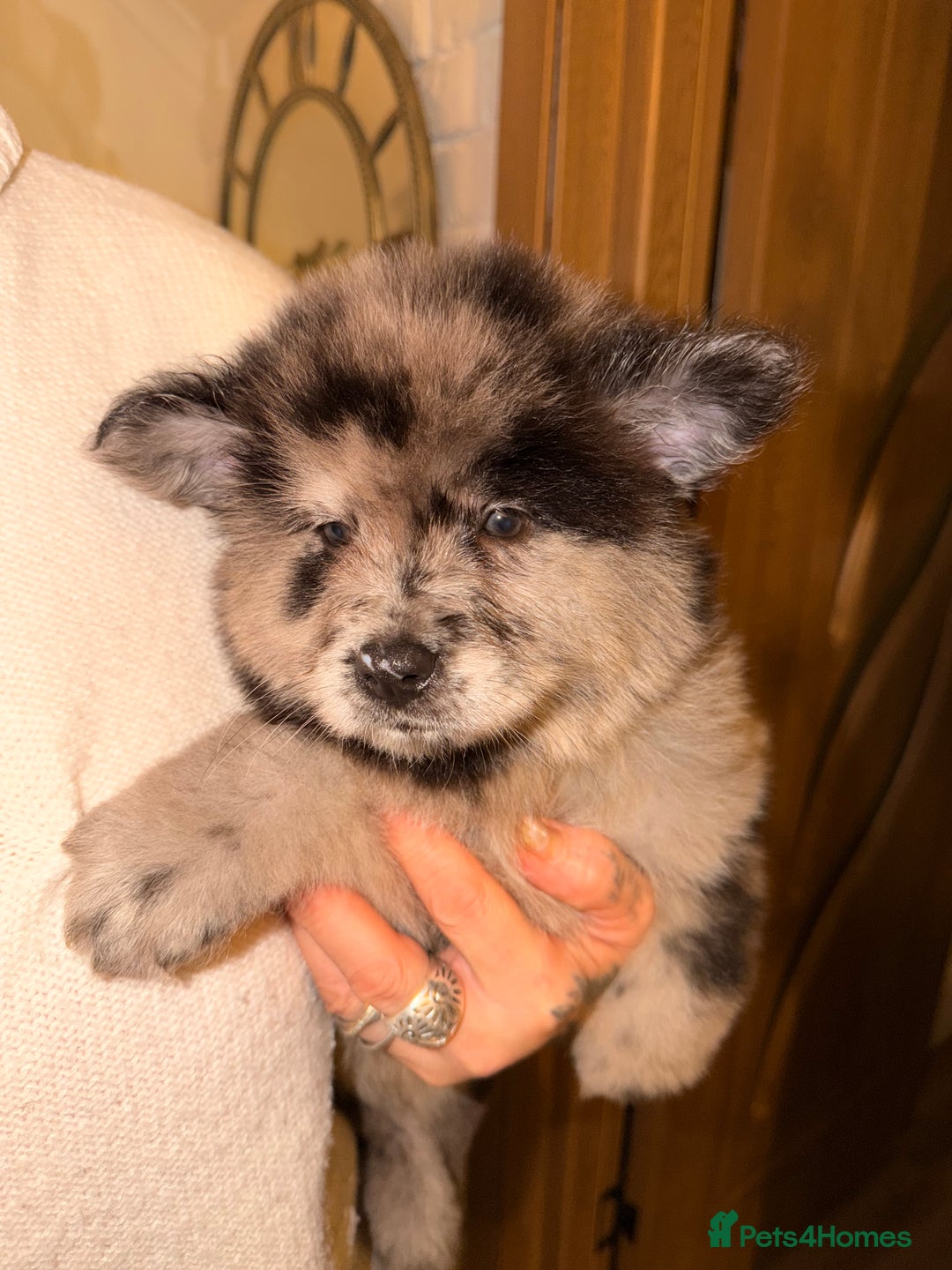 Mixed Breed dogs for sale: 🧸CHOW SHEPHERDS🧸 little bears ready now! - Advert 24